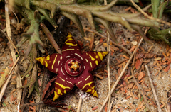 Orbea halipedicola