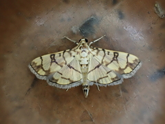 Pardomima distortana