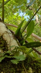 Trichocentrum oerstedii