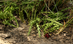 Orbea halipedicola