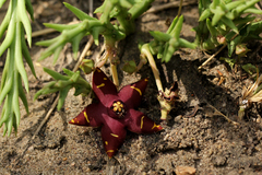 Orbea halipedicola