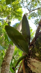 Trichocentrum oerstedii