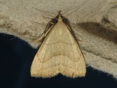 Macrochilo litophora