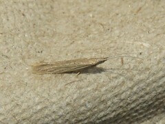 Coleophora quadruplex