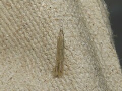 Coleophora quadruplex