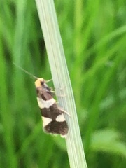 Lampronia capitella