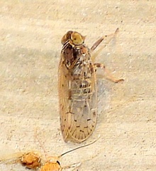 Melanoliarus texanus