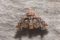 Eutelia pulcherrimus