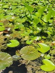 Nymphoides senegalensis