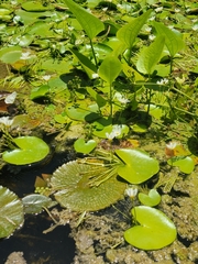 Nymphoides senegalensis