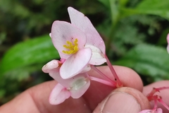 Begonia bracteosa