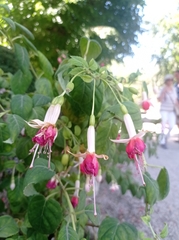 Fuchsia magellanica