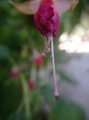Fuchsia magellanica