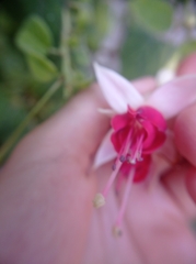 Fuchsia magellanica