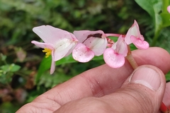 Begonia bracteosa