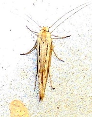 Neoscythris