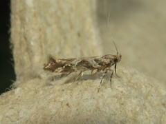 Aristotelia fungivorella