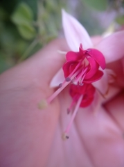 Fuchsia magellanica