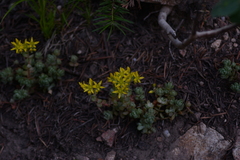 Sedum debile