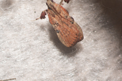 Galasa nigrinodis