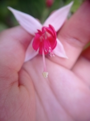Fuchsia magellanica