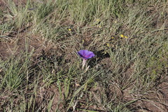 Ipomoea decasperma