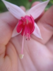 Fuchsia magellanica