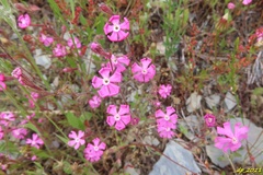 Silene scabriflora