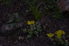 Sedum debile