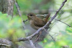 Troglodytes troglodytes hyrcanus