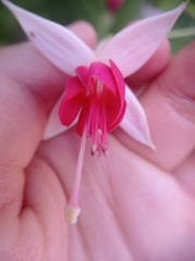 Fuchsia magellanica