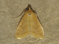 Hahncappsia pergilvalis