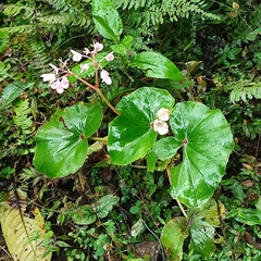 Begonia bracteosa