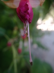 Fuchsia magellanica