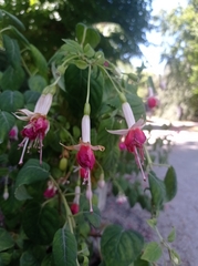 Fuchsia magellanica