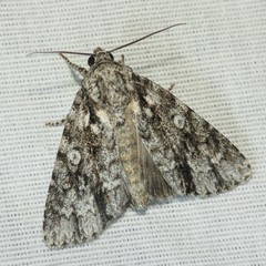 Acronicta brumosa