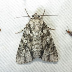 Acronicta brumosa