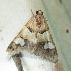 Drasteria pallescens