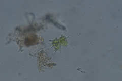 Staurastrum furcatum