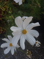 Cosmos bipinnatus
