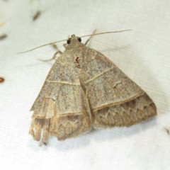 Ptichodis ovalis