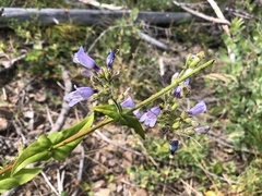 Penstemon anguineus