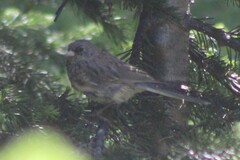 Junco hyemalis montanus