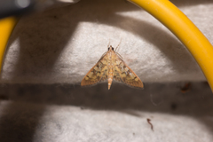 Mimorista subcostalis