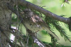 Junco hyemalis montanus