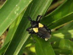 Apiomerus elatus