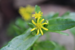 Senecio carnosulus