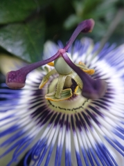 Passiflora caerulea