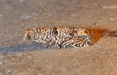 Pelochrista olivacea