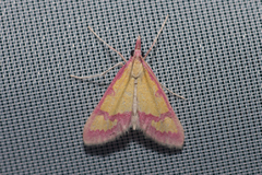 Choristostigma roseopennalis